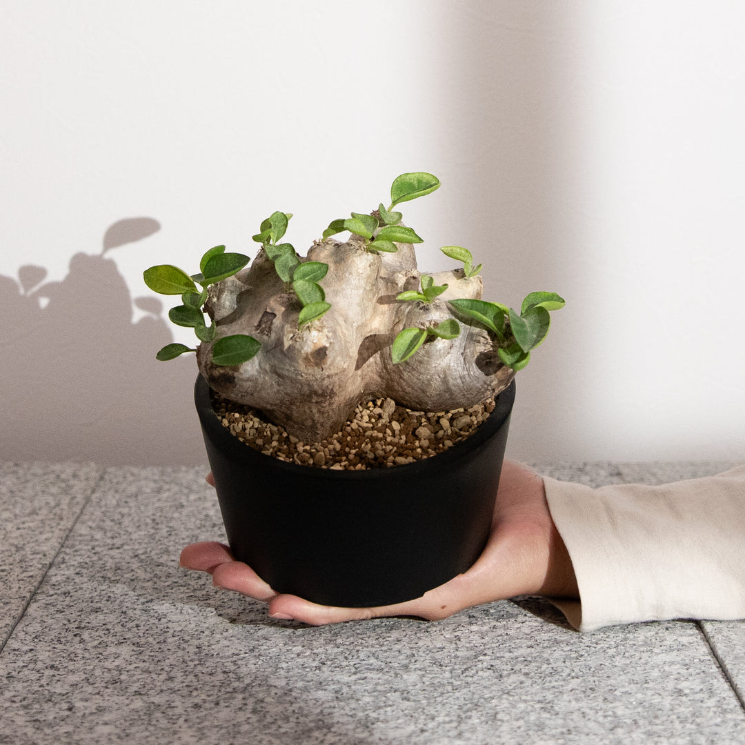 パキポディウム・恵比寿笑い｜(PK-BRE-2509-003-ES)