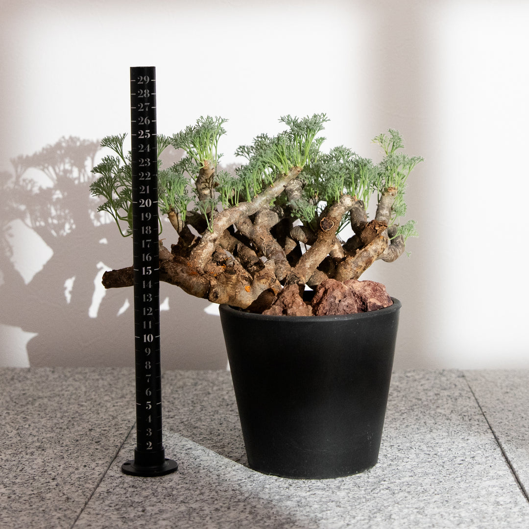 モンソニア・ムルチフィダ｜(MO-MON-2503-001-ES)