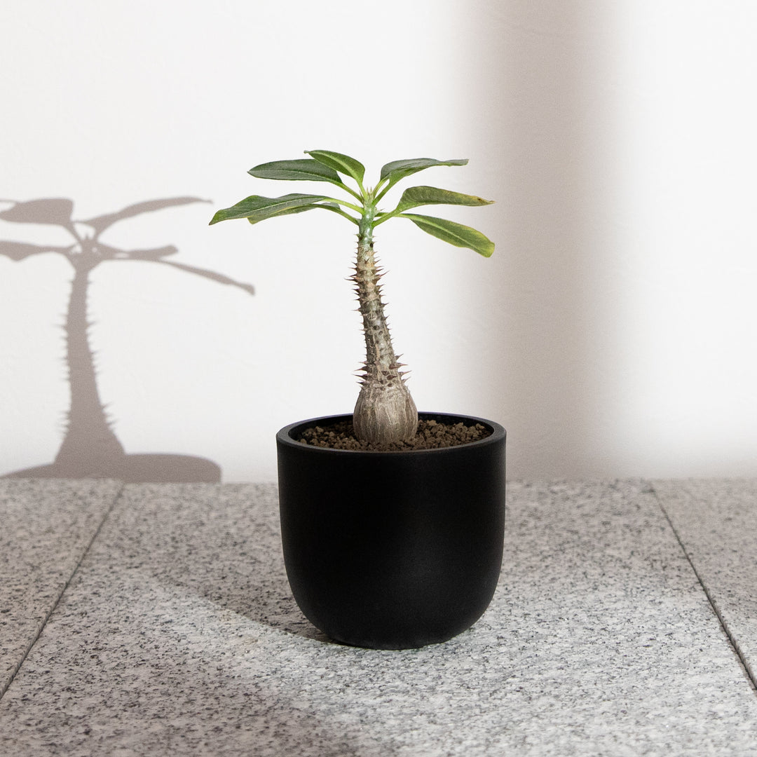 パキポディウム ウィンゾリー｜（PK-WIN-2505-001-ES）