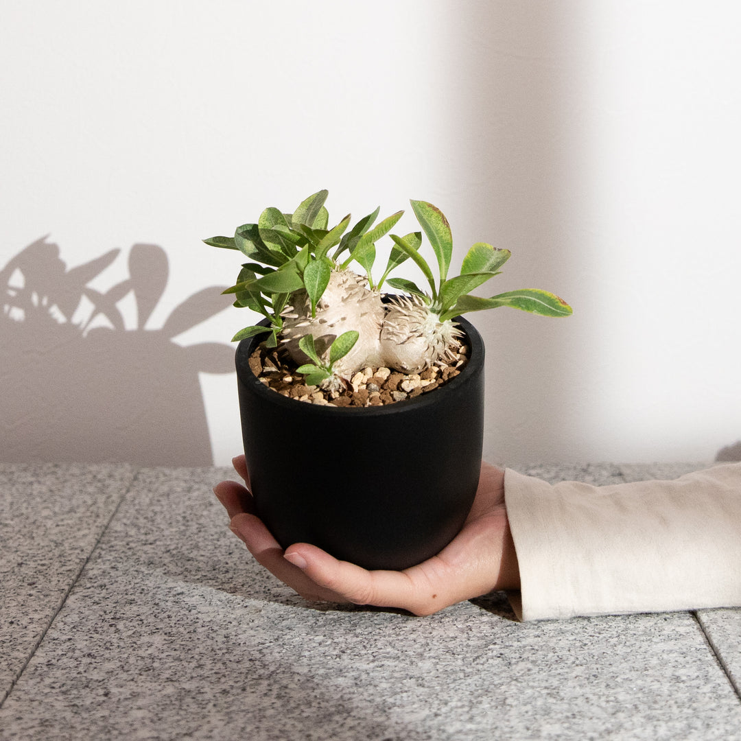 パキポディウム・恵比寿大黒｜(PK-DEN-2507-003-ES)