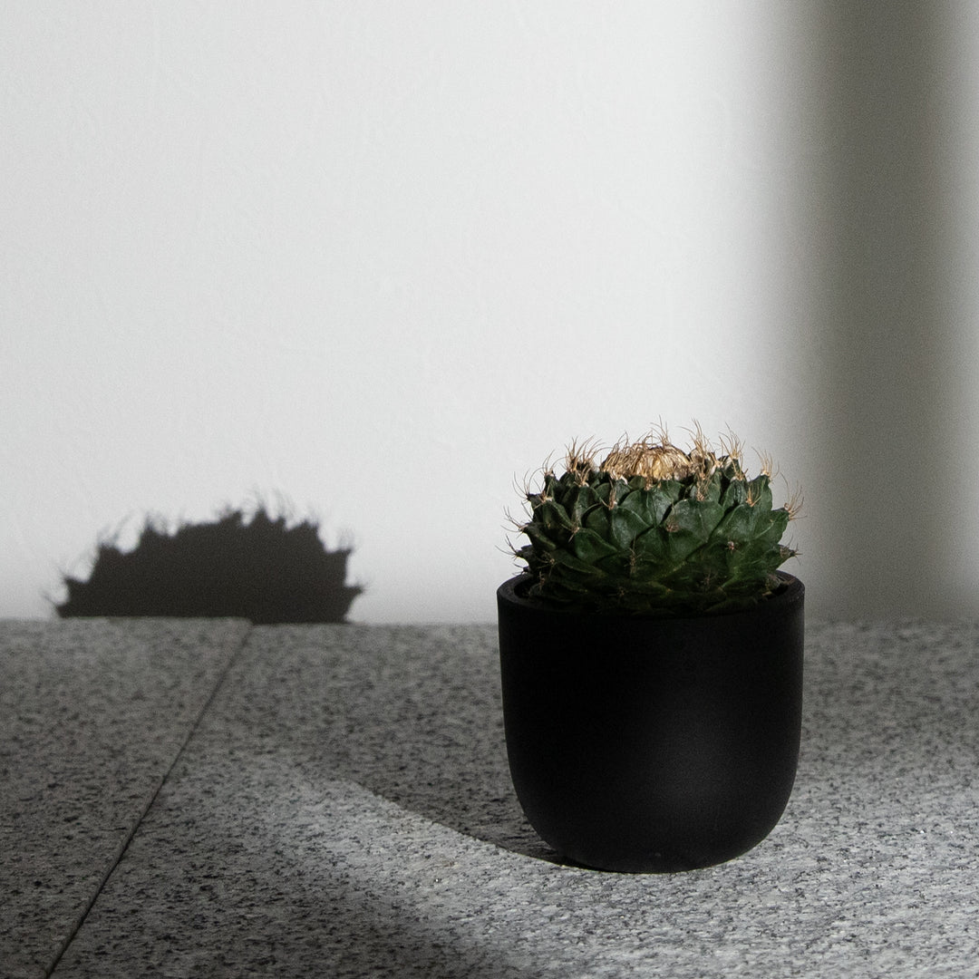 オブレゴニア・デニグリー【帝冠】｜(OB-DEN-2505-001-ES)