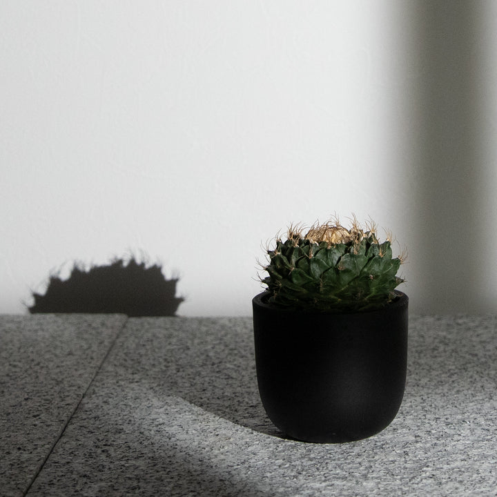 オブレゴニア・デニグリー【帝冠】｜(OB-DEN-2505-001-ES)