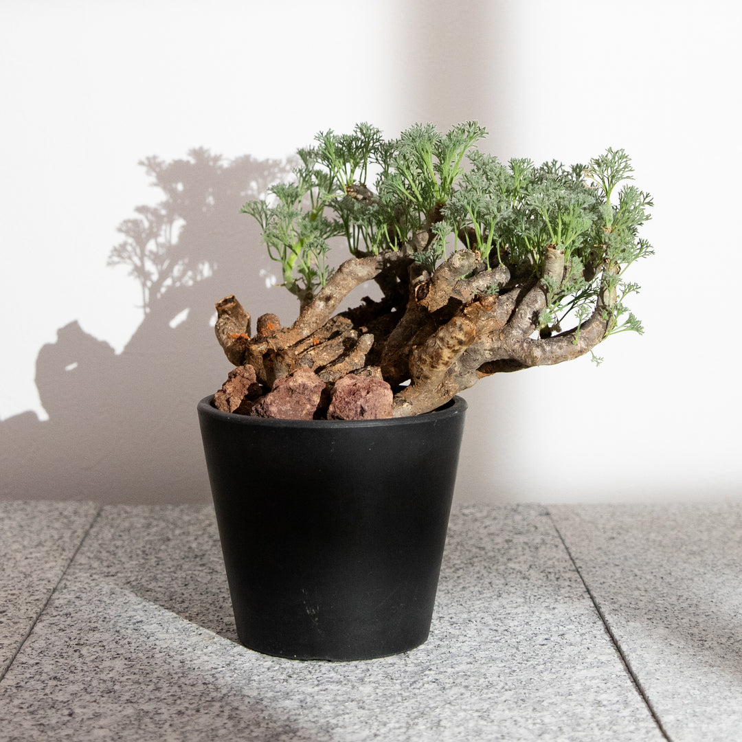 モンソニア・ムルチフィダ｜(MO-MON-2503-001-ES)