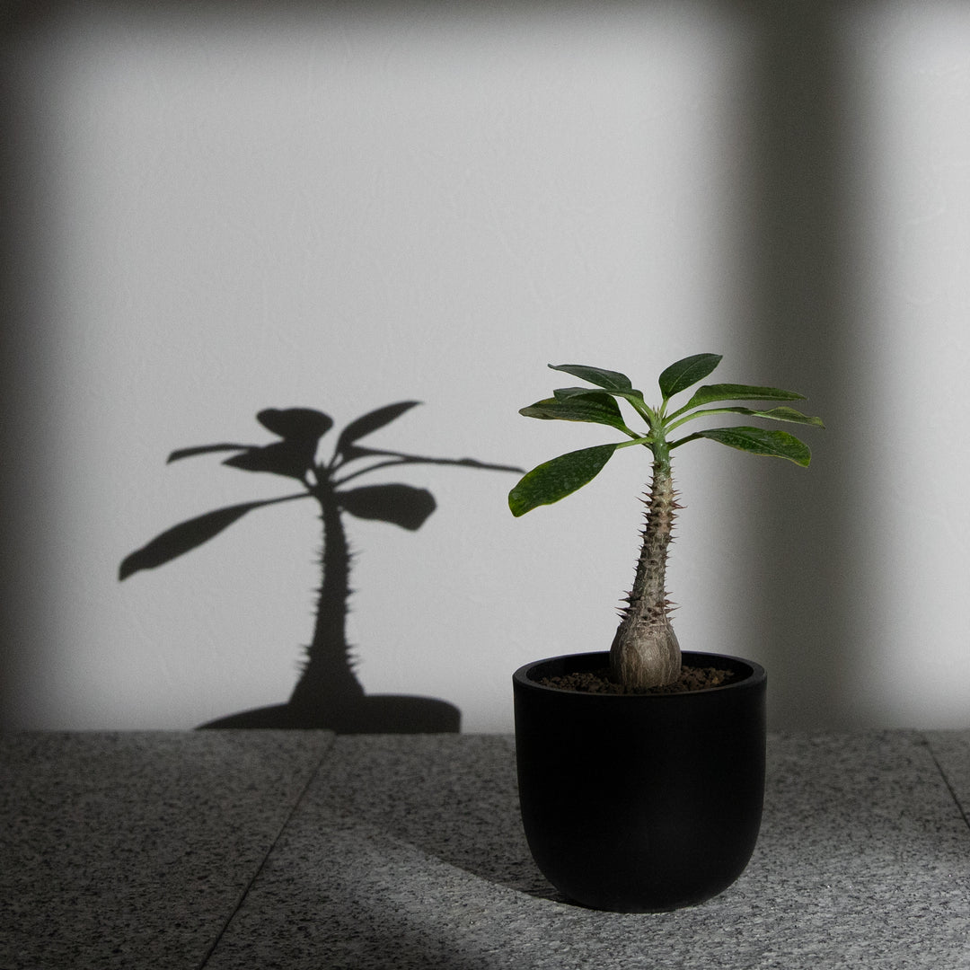 パキポディウム ウィンゾリー｜（PK-WIN-2505-001-ES）