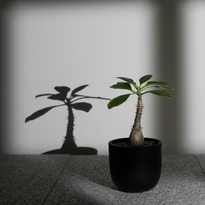 パキポディウム ウィンゾリー｜（PK-WIN-2505-001-ES）