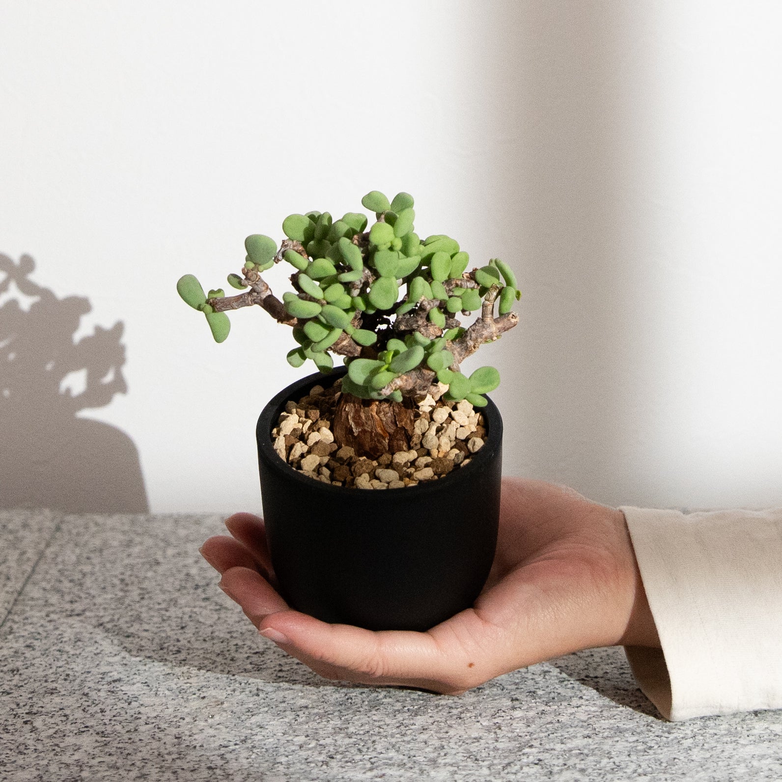 ケラリア・ピグマエア｜(CE-PYG-2508-001-ES) – KUSABI