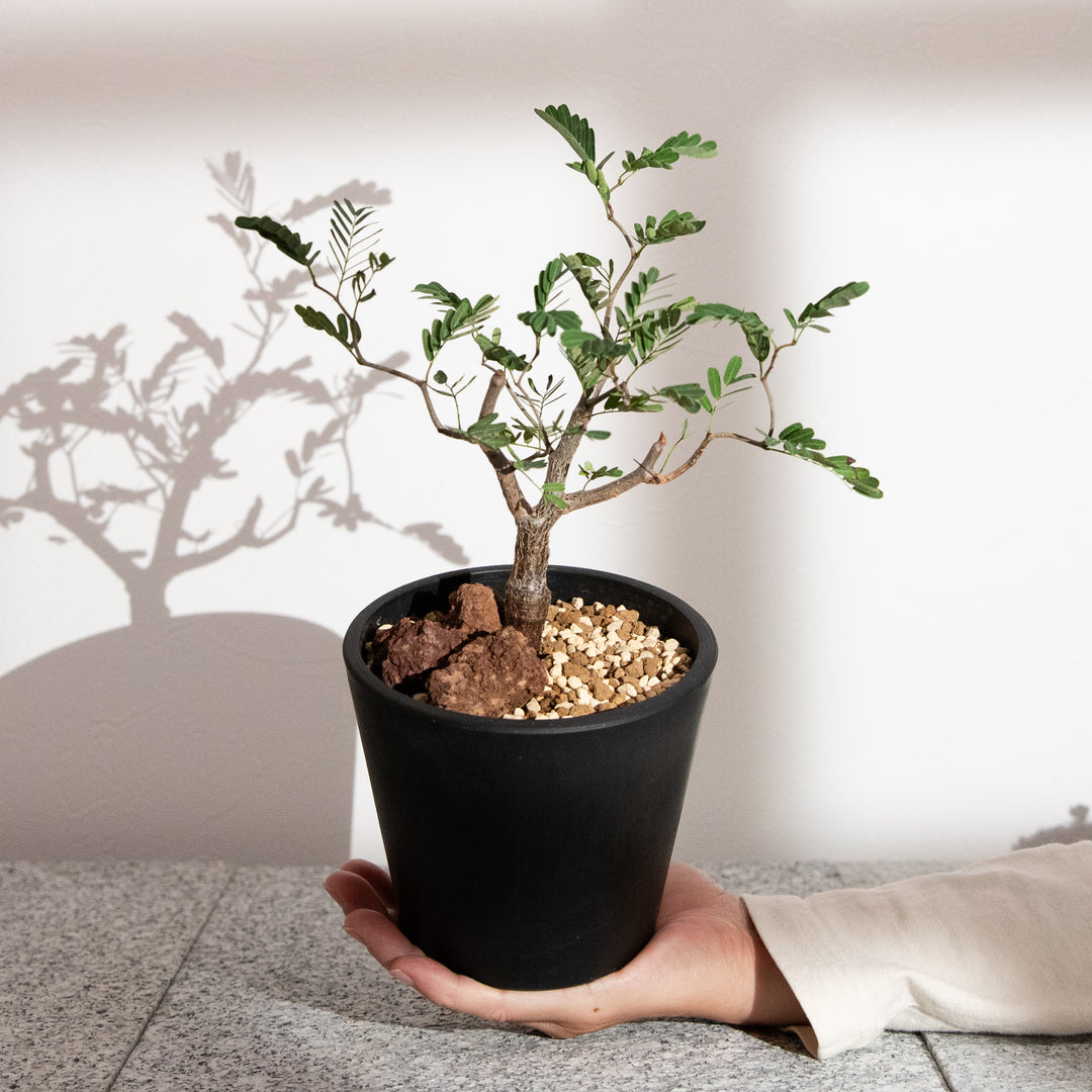 センナ・メリディオナリス｜(SE-MER-2507-005-ES)