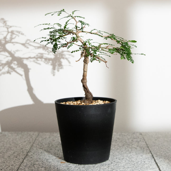 オペルクリカリア・パキプス｜(OP-PAC-2508-006-ES)