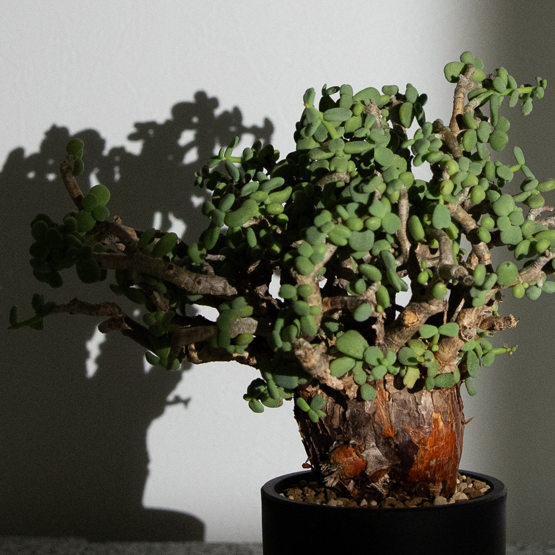 ケラリア ピグマエア｜（CE-PYG-2405-004-ES)