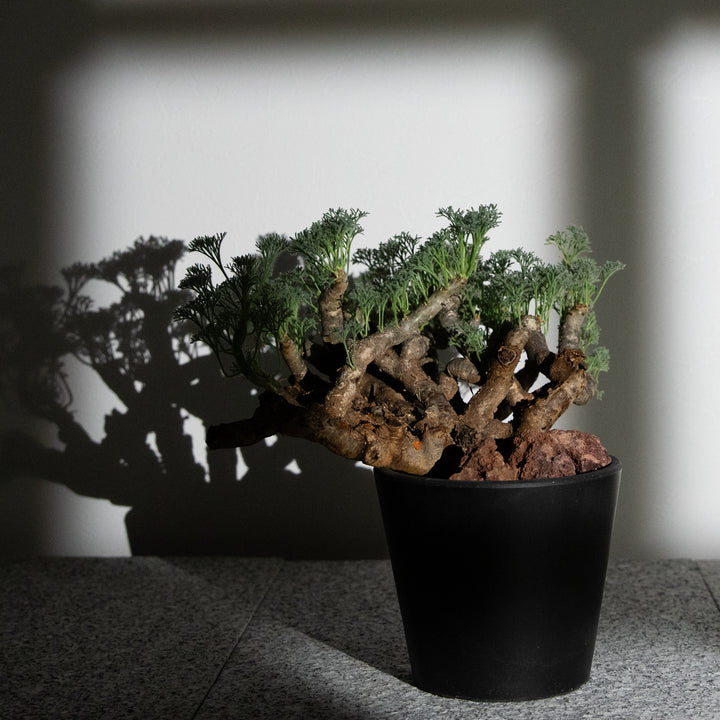 モンソニア・ムルチフィダ｜(MO-MON-2503-001-ES)