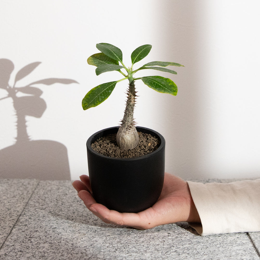 パキポディウム ウィンゾリー｜（PK-WIN-2505-001-ES）