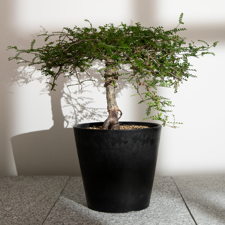 オペルクリカリア・パキプス｜(OP-PAC-2508-009-ES)