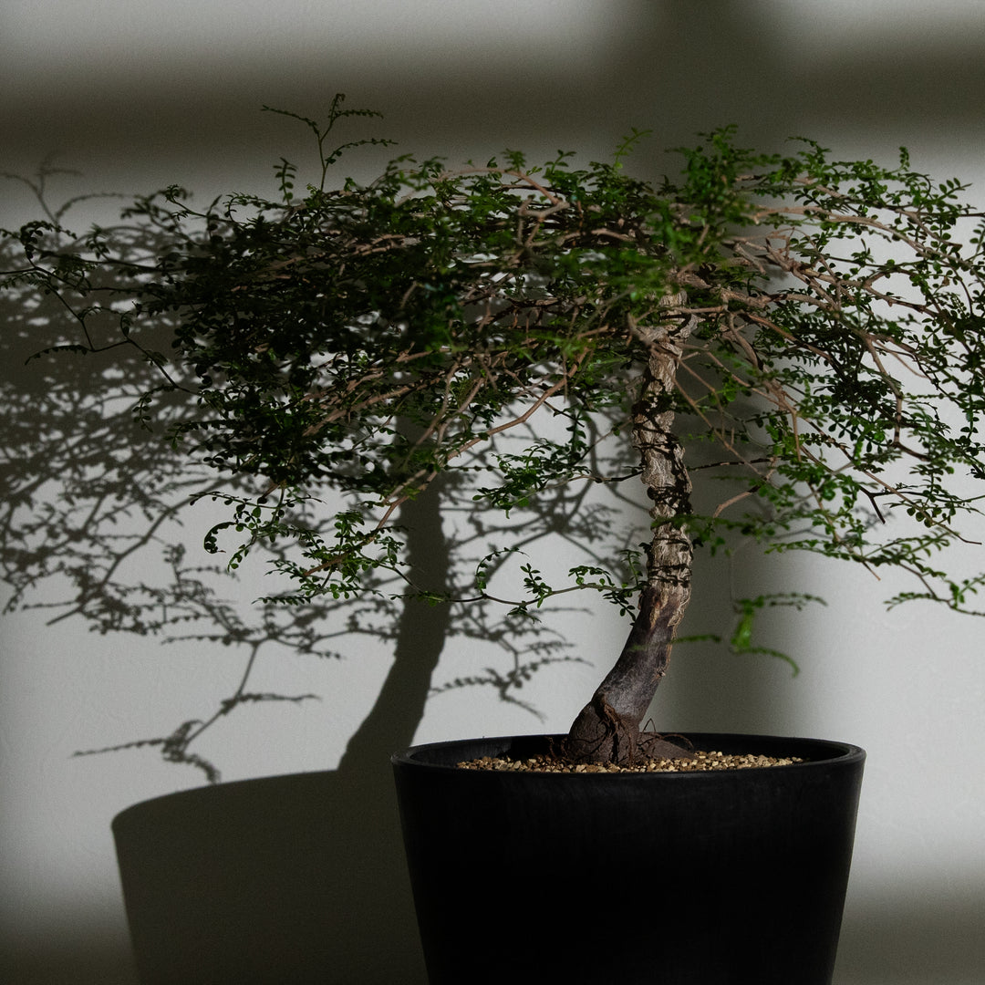 オペルクリカリア・パキプス｜(OP-PAC-2508-010-ES)