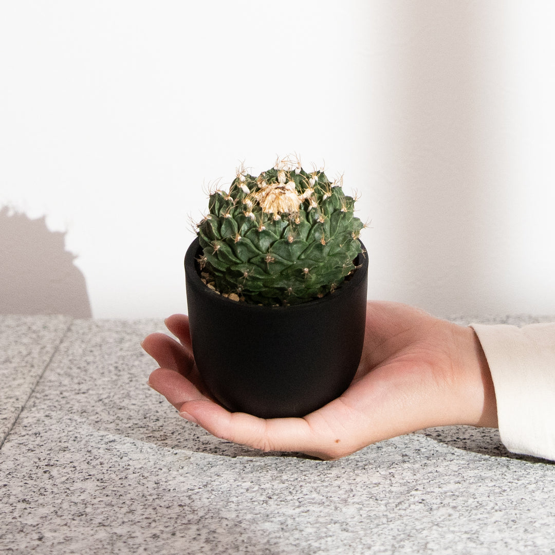 オブレゴニア・デニグリー【帝冠】｜(OB-DEN-2505-001-ES)