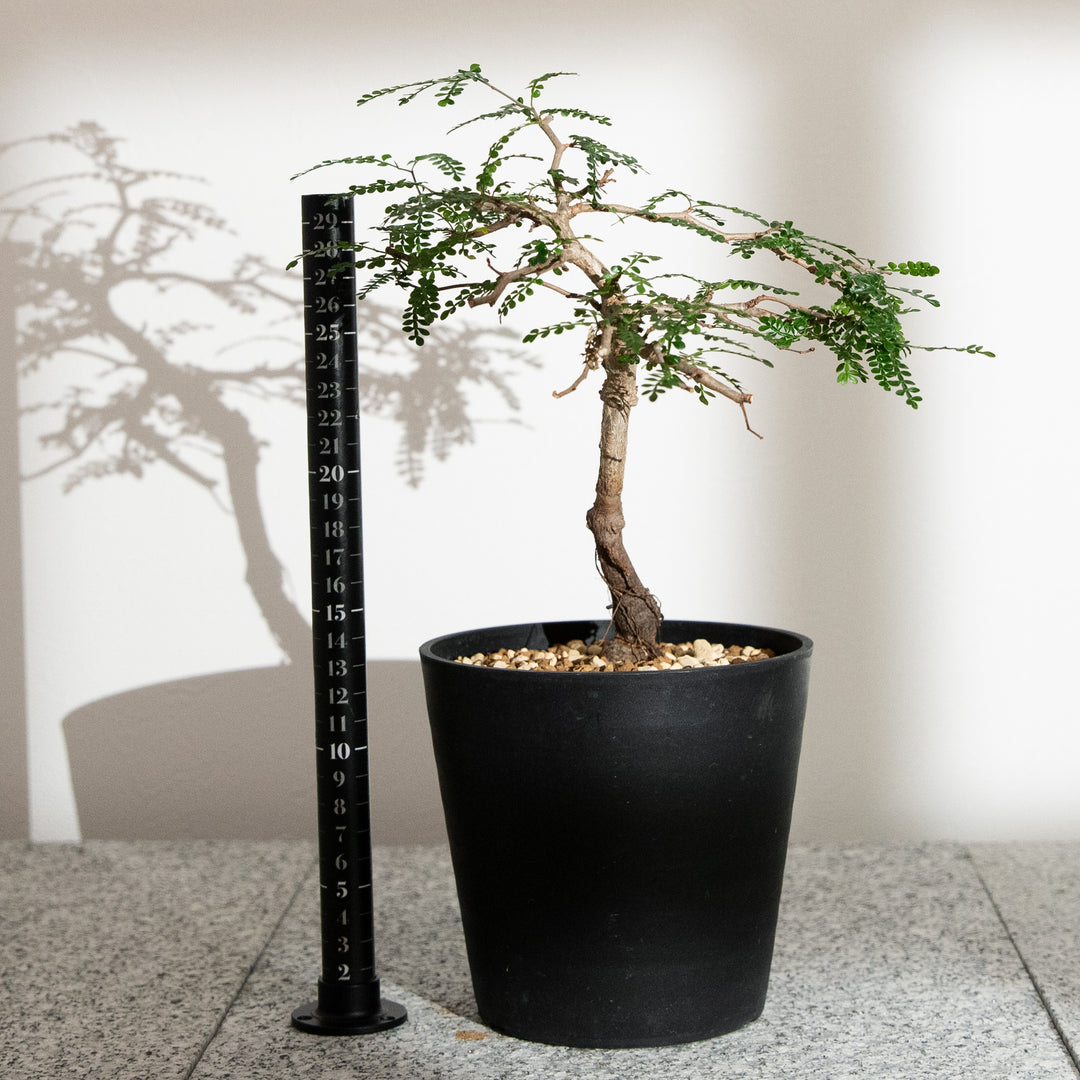 オペルクリカリア・パキプス｜(OP-PAC-2508-006-ES)