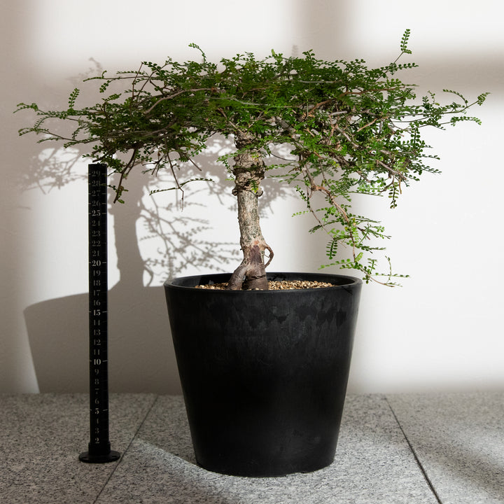 オペルクリカリア・パキプス｜(OP-PAC-2508-009-ES)