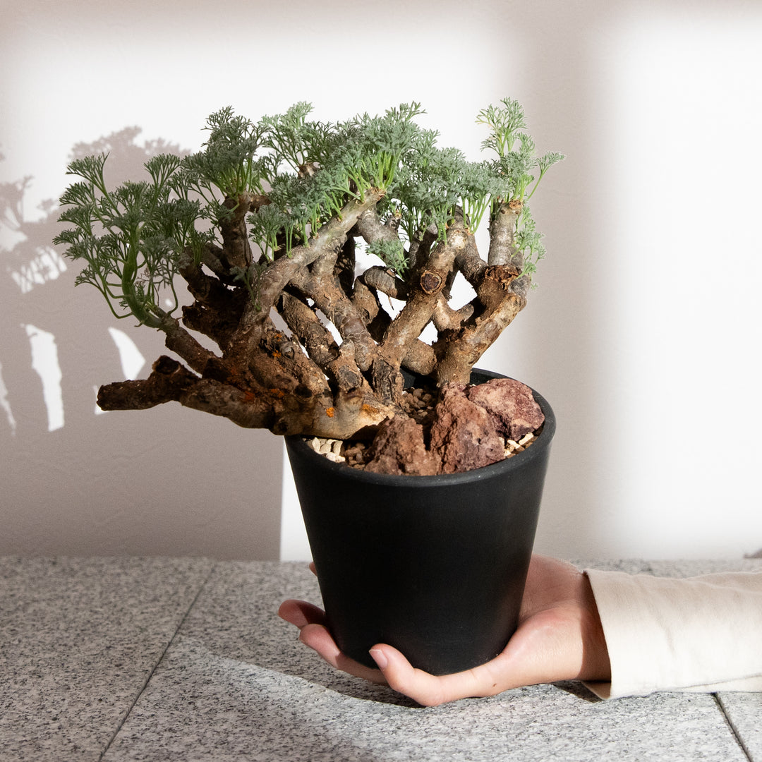 モンソニア・ムルチフィダ｜(MO-MON-2503-001-ES)