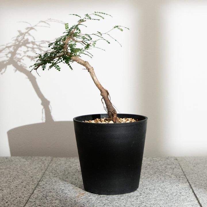 オペルクリカリア・パキプス｜(OP-PAC-2508-006-ES)