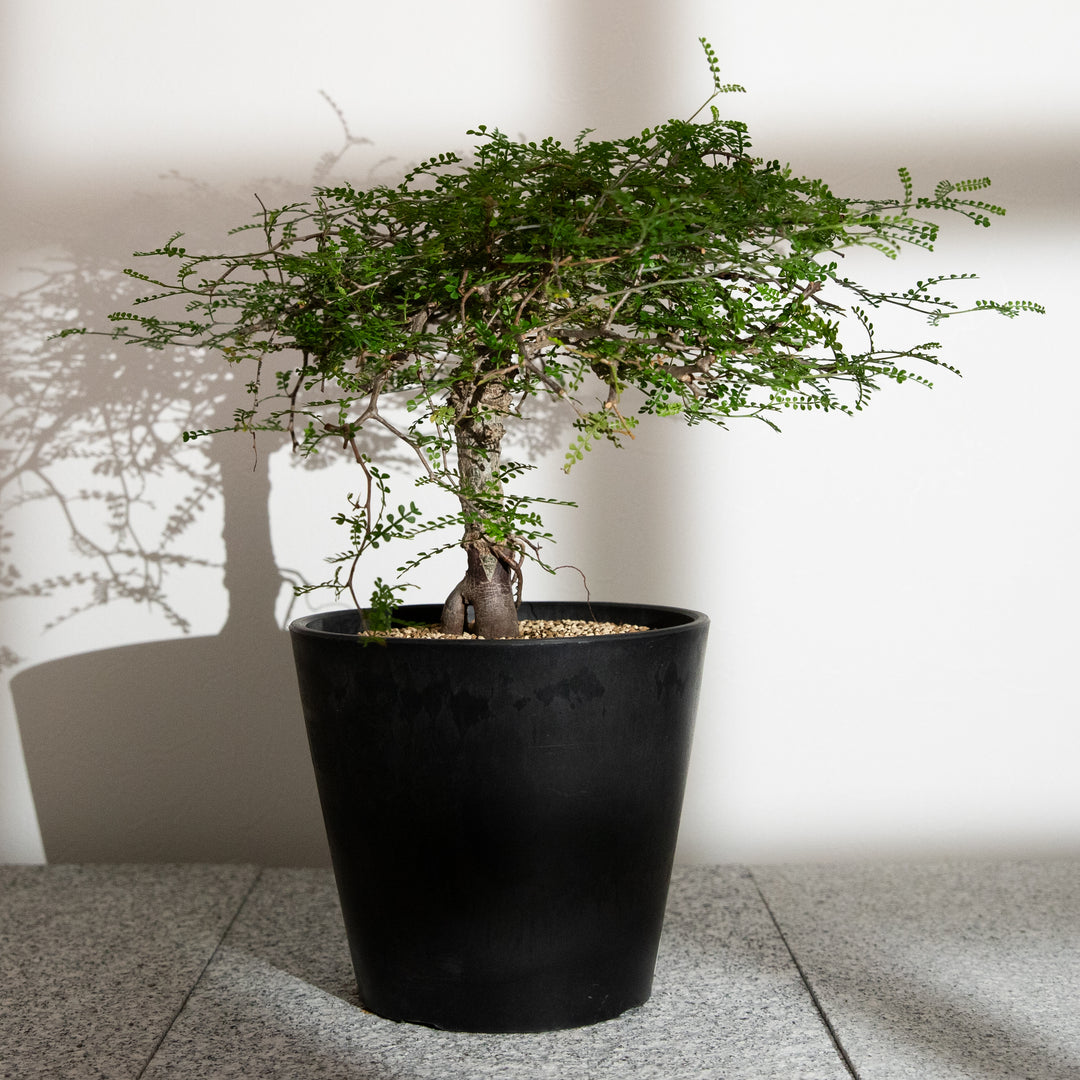 オペルクリカリア・パキプス｜(OP-PAC-2508-009-ES)