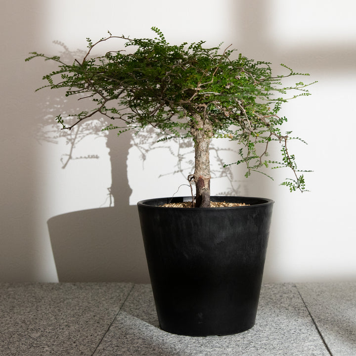 オペルクリカリア・パキプス｜(OP-PAC-2508-009-ES)