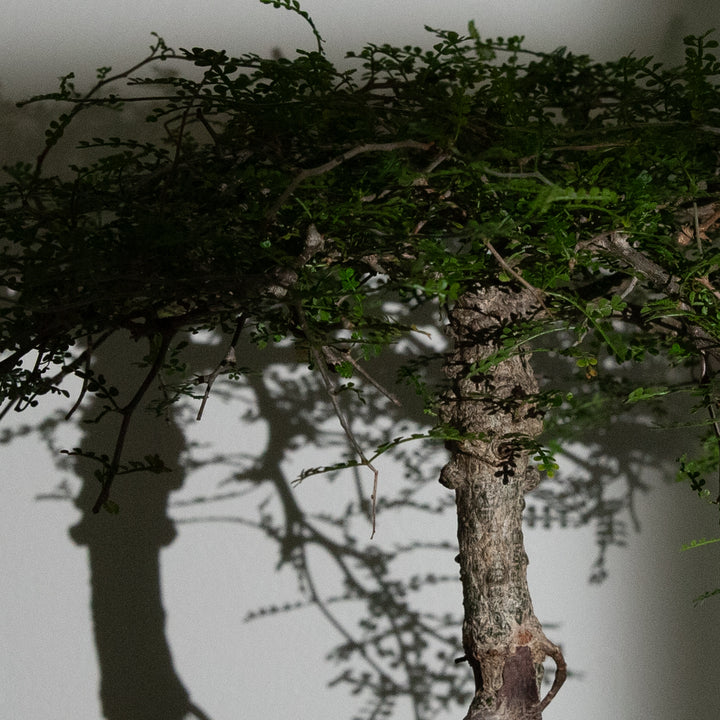 オペルクリカリア・パキプス｜(OP-PAC-2508-009-ES)