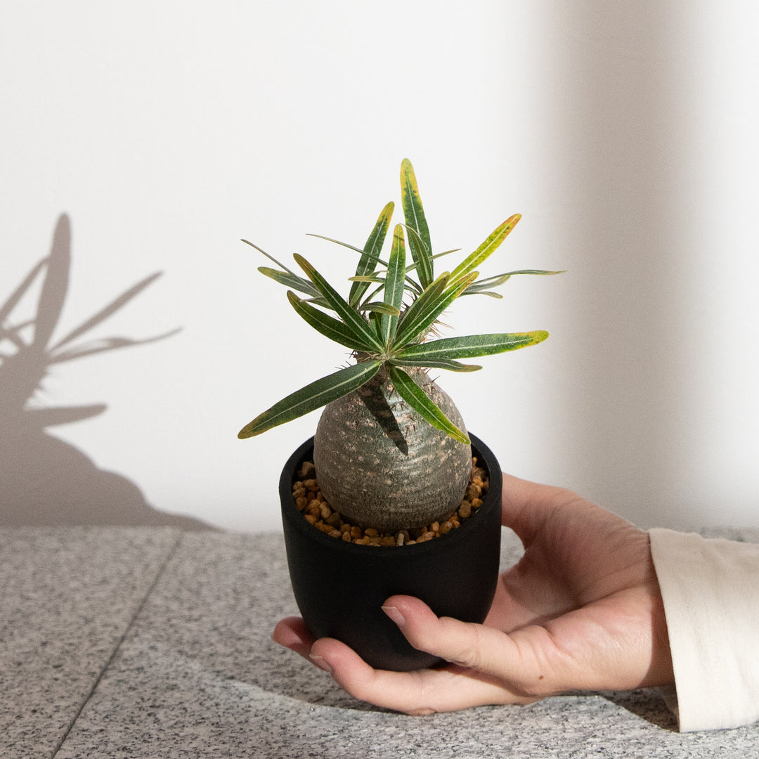 パキポディウム・グラキリス｜(PK-GRA-2505-004-ES)