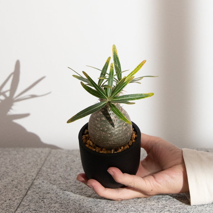 パキポディウム・グラキリス｜(PK-GRA-2505-004-ES)