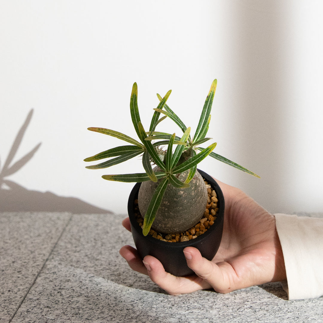 パキポディウム・グラキリス｜(PK-GRA-2505-004-ES)