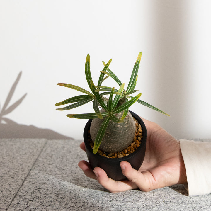 パキポディウム・グラキリス｜(PK-GRA-2505-004-ES)