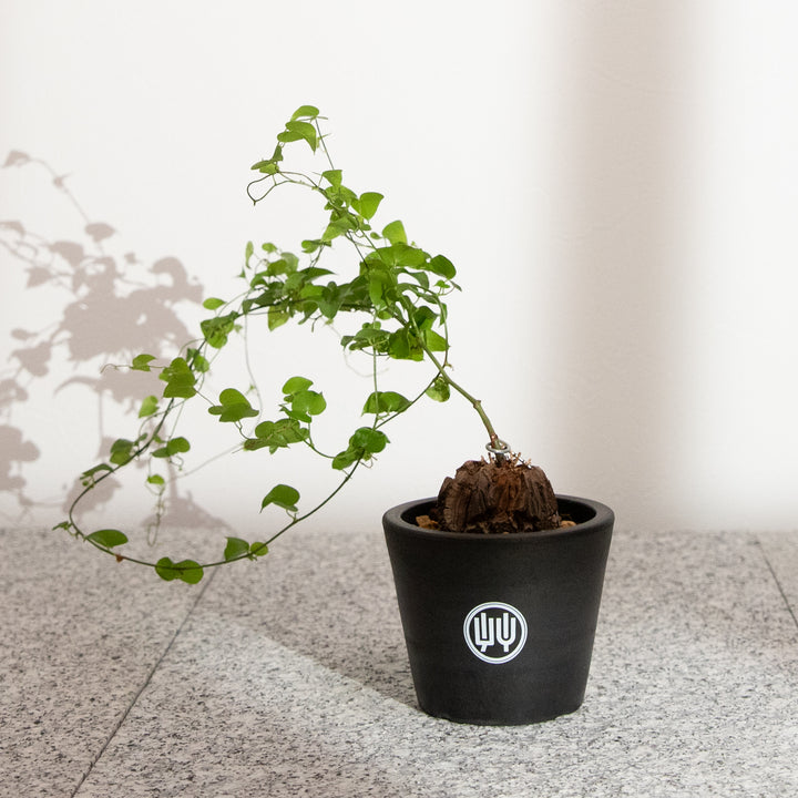 ディオスコレア・亀甲竜｜(DI-DIO-2503-001-ES)