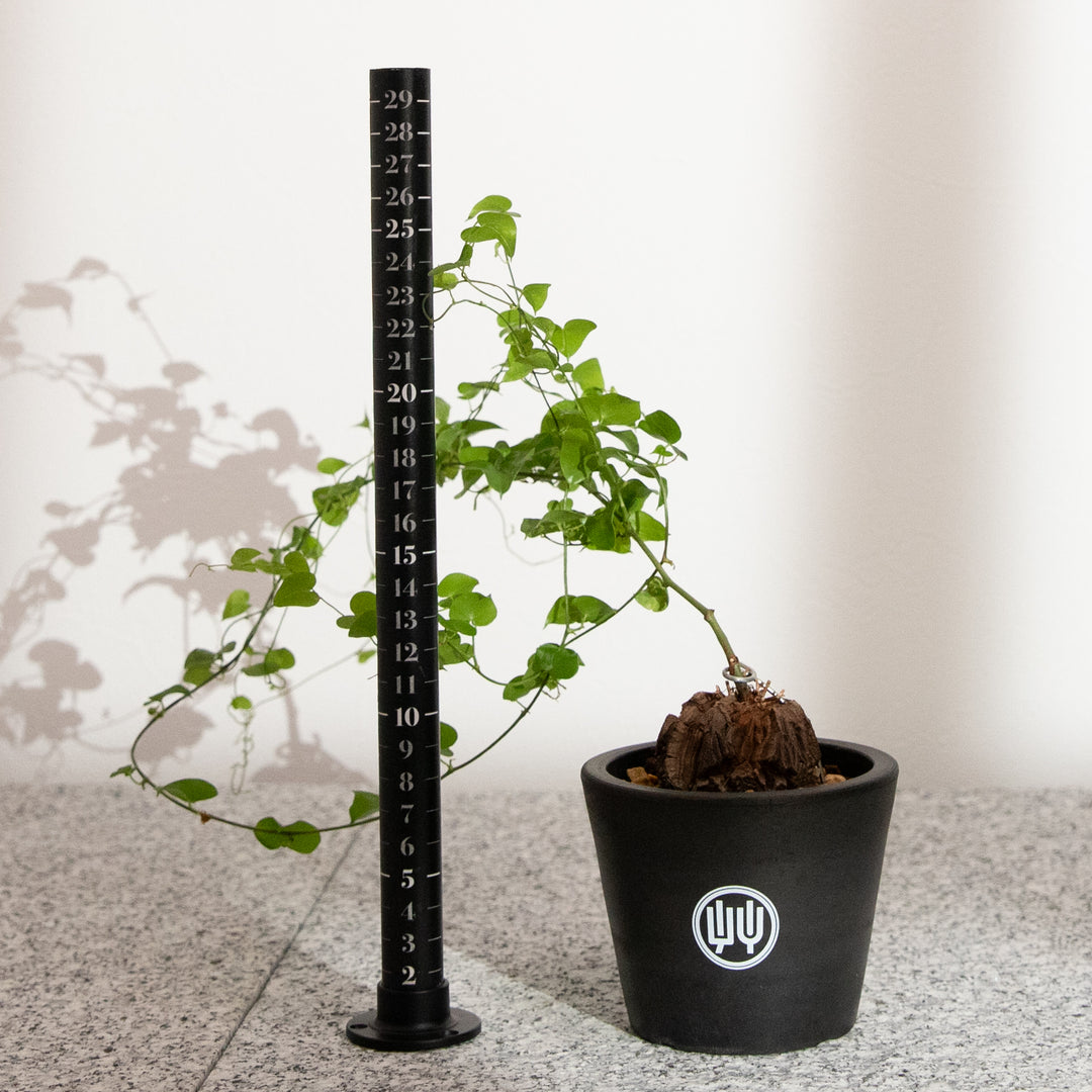 ディオスコレア・亀甲竜｜(DI-DIO-2503-001-ES)