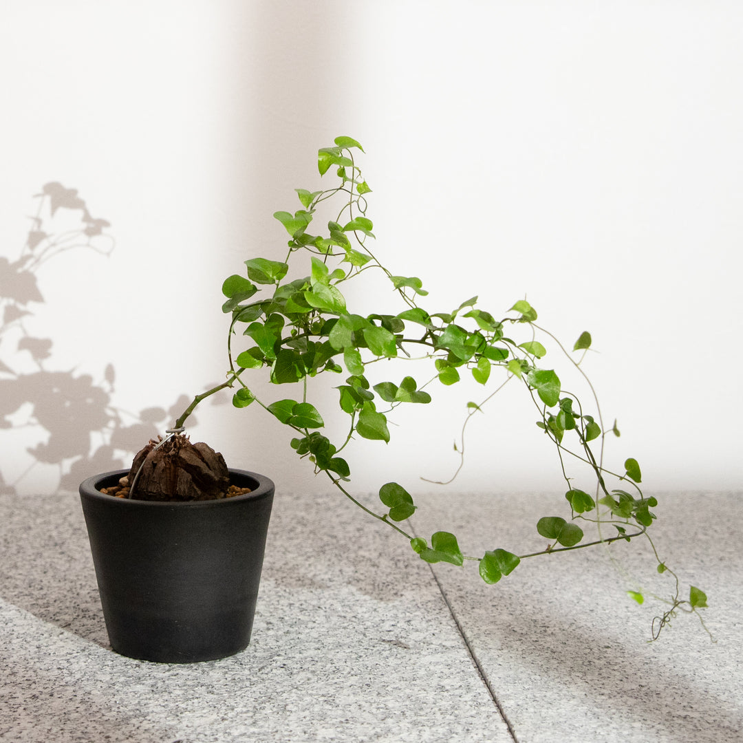 ディオスコレア・亀甲竜｜(DI-DIO-2503-001-ES)