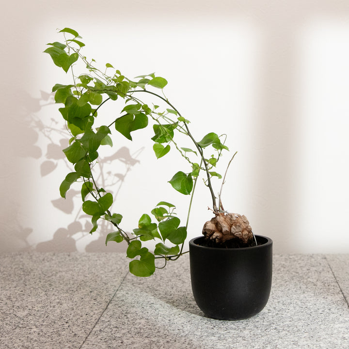 ディオスコレア・亀甲竜｜(DI-DIO-2406-001-ES)