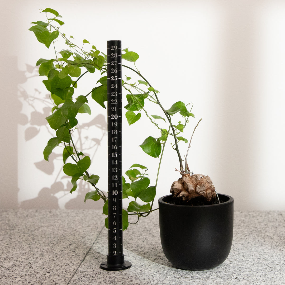 ディオスコレア・亀甲竜｜(DI-DIO-2406-001-ES)