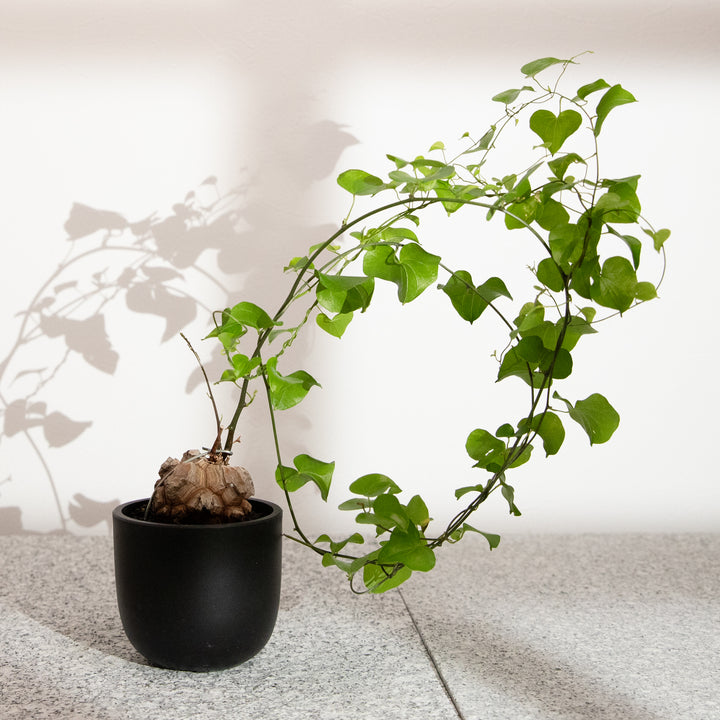 ディオスコレア・亀甲竜｜(DI-DIO-2406-001-ES)