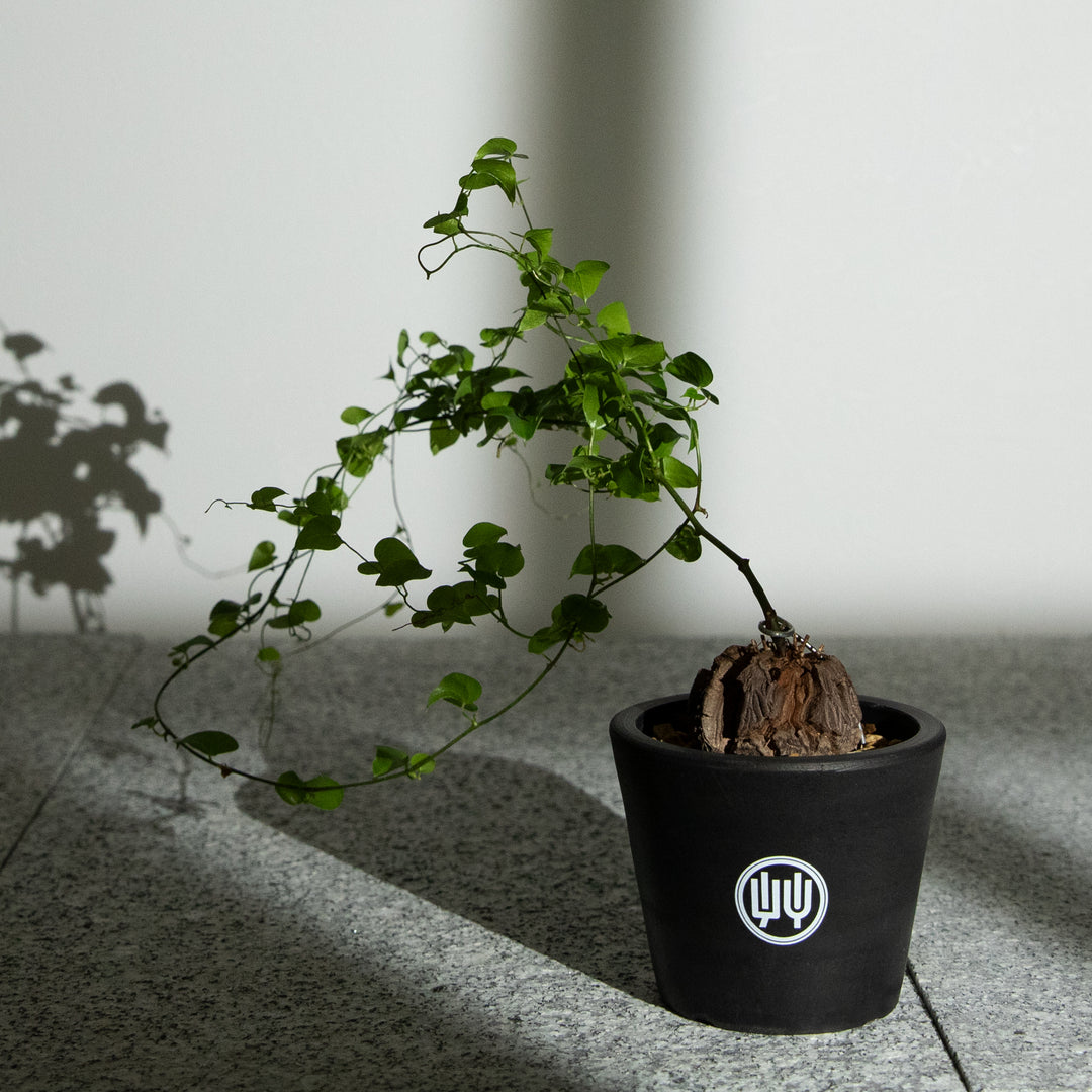 ディオスコレア・亀甲竜｜(DI-DIO-2503-001-ES)