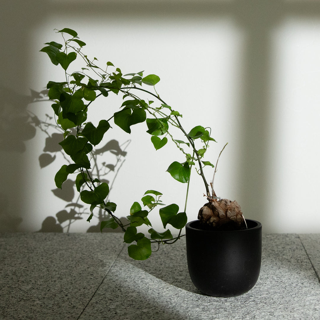 ディオスコレア・亀甲竜｜(DI-DIO-2406-001-ES)