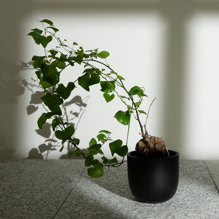 ディオスコレア・亀甲竜｜(DI-DIO-2406-001-ES)