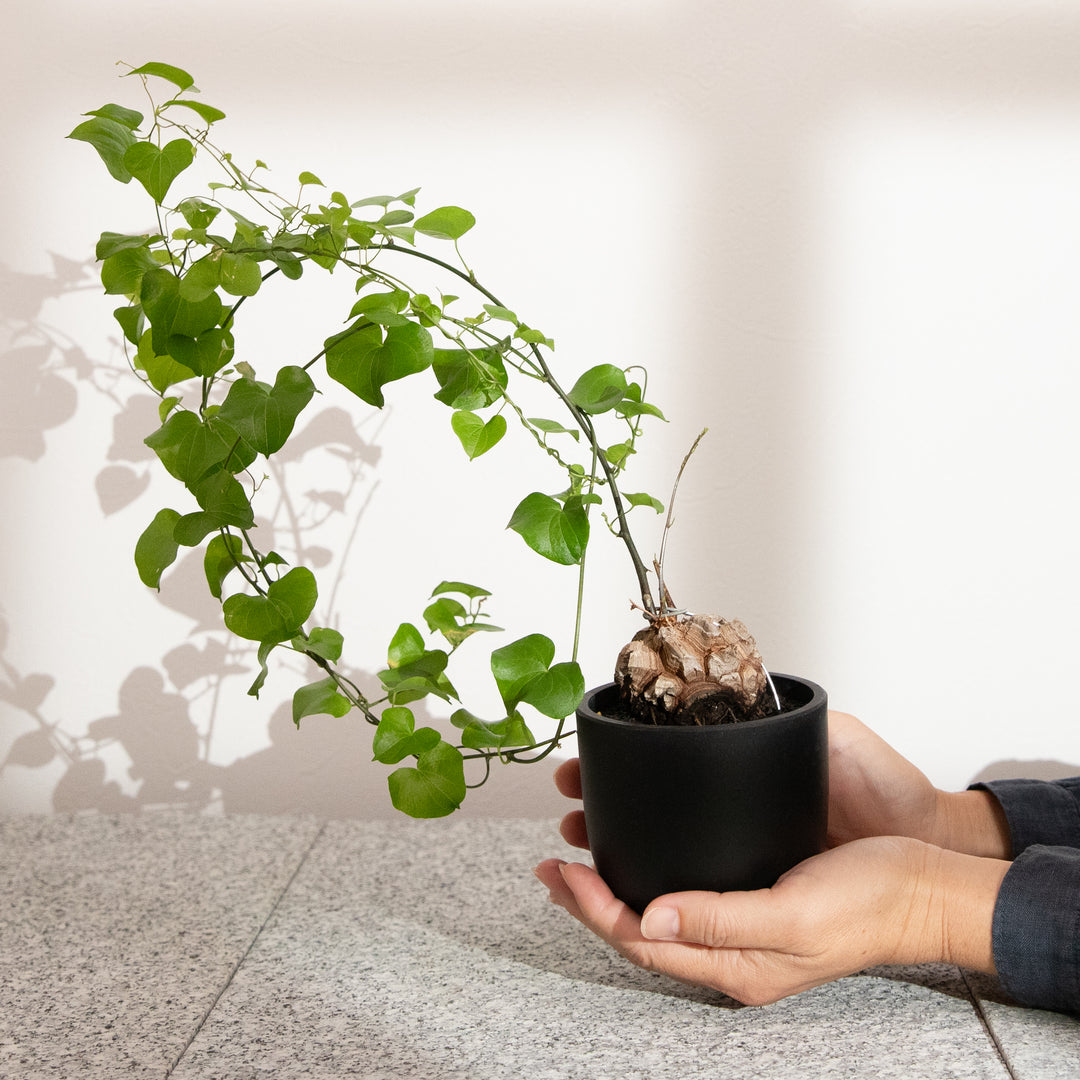 ディオスコレア・亀甲竜｜(DI-DIO-2406-001-ES)