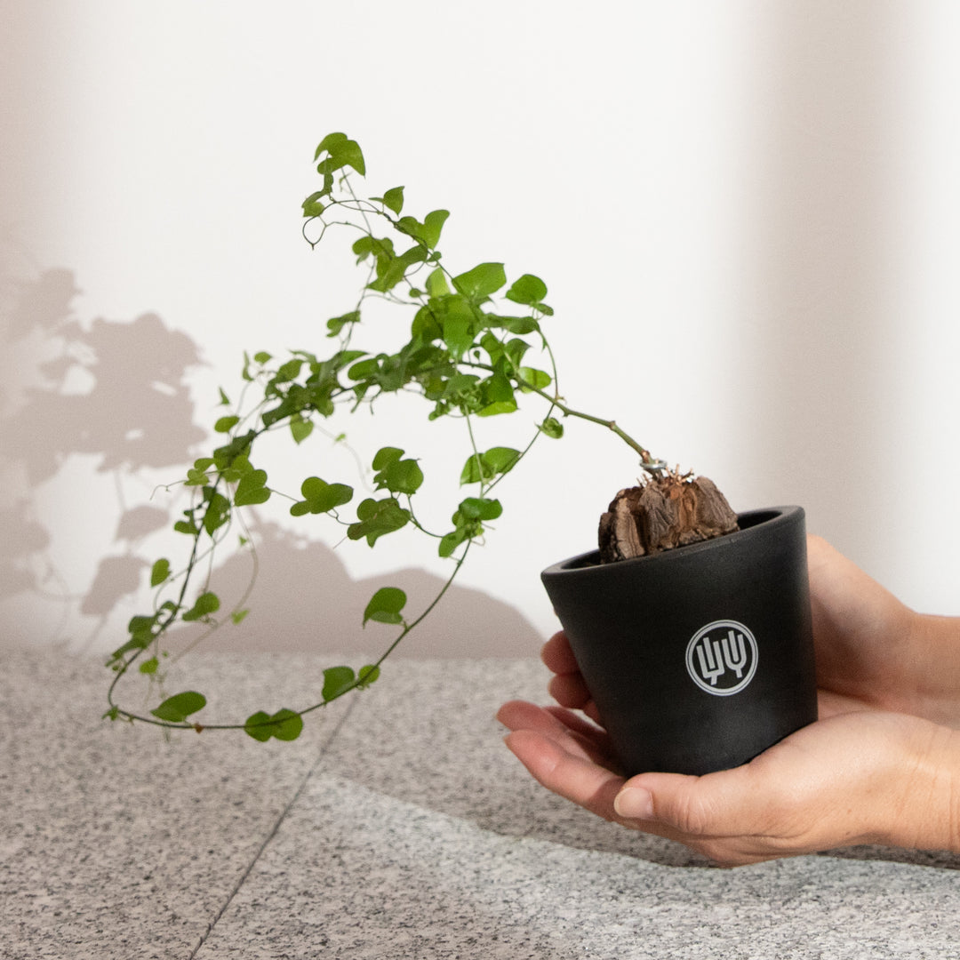 ディオスコレア・亀甲竜｜(DI-DIO-2503-001-ES)