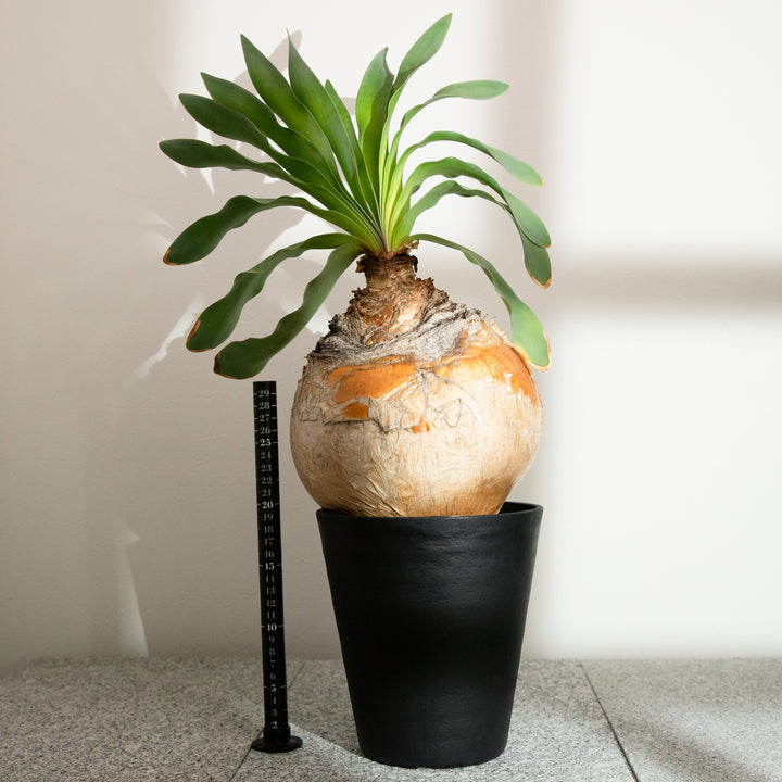 ブーファン・ハエマンソイデス｜(BP-HAE-2508-001-ES)