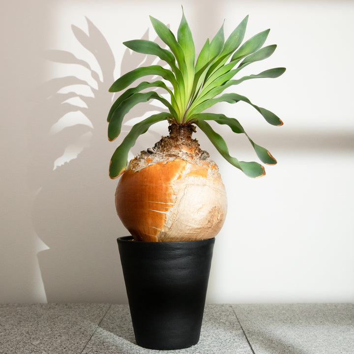 ブーファン・ハエマンソイデス｜(BP-HAE-2508-001-ES)