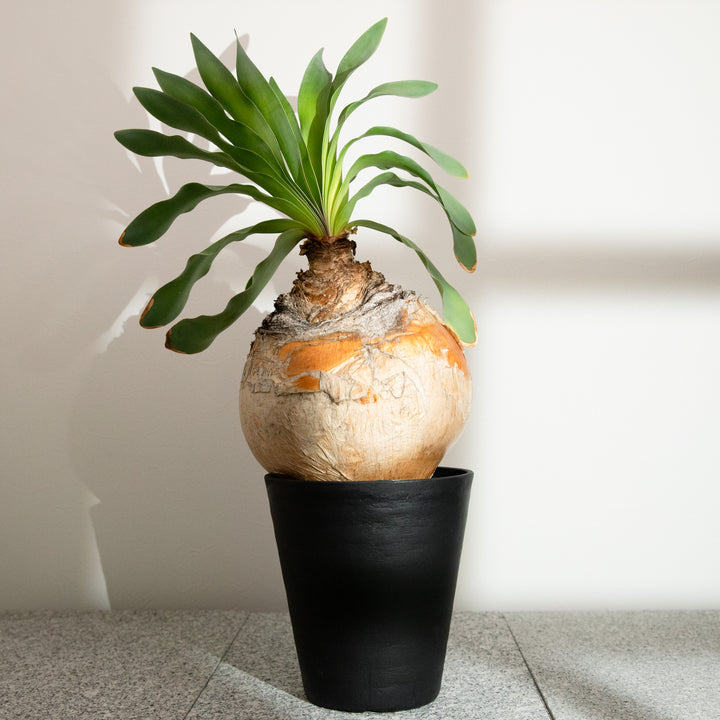 ブーファン・ハエマンソイデス｜(BP-HAE-2508-001-ES)