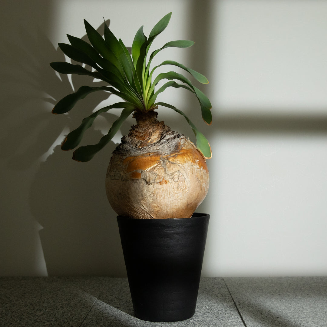 ブーファン・ハエマンソイデス｜(BP-HAE-2508-001-ES)