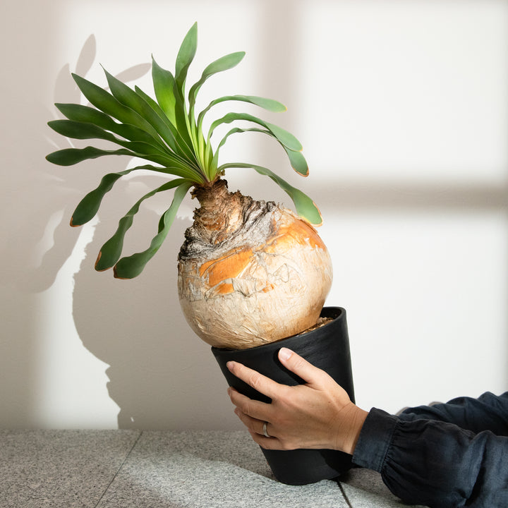 ブーファン・ハエマンソイデス｜(BP-HAE-2508-001-ES)