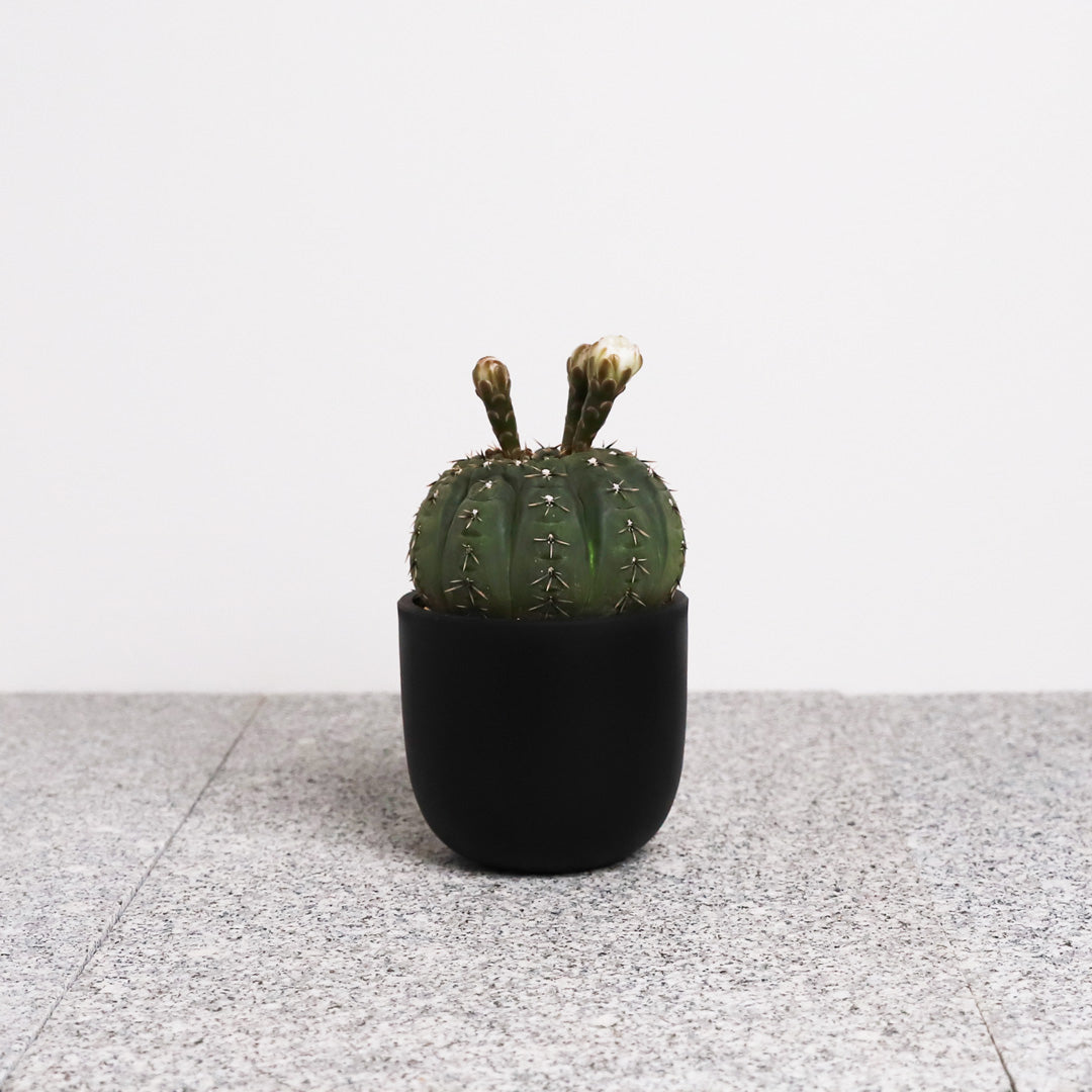 plants-all – KUSABI